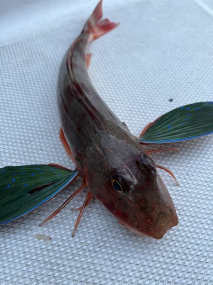 サワラ爆は何処へ…