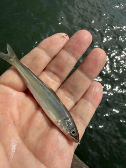 南湖小鮎開幕✨