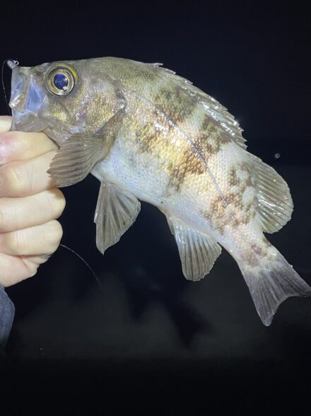 やっぱりメバル