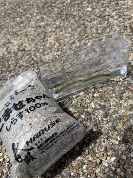 南湖小鮎好調✨