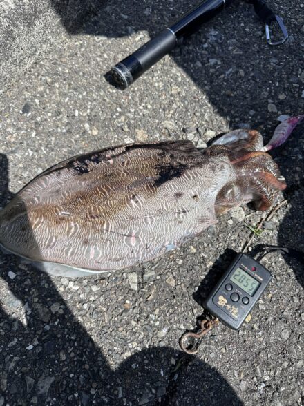 南紀エギング釣行