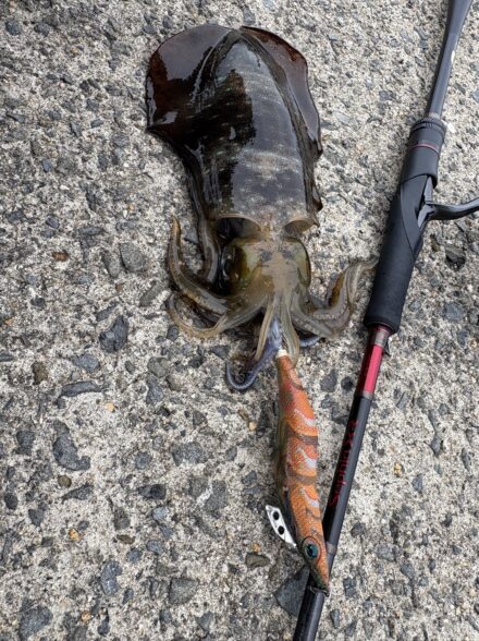 僕の春イカはいずこへ?