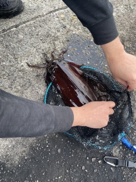 今年初エギング