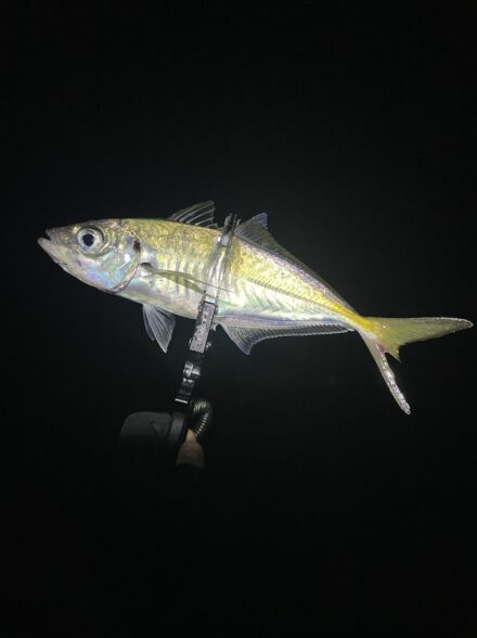 和歌山アジング