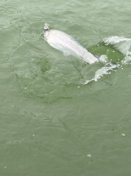 加賀フィッシングエリアでエリアトラウト