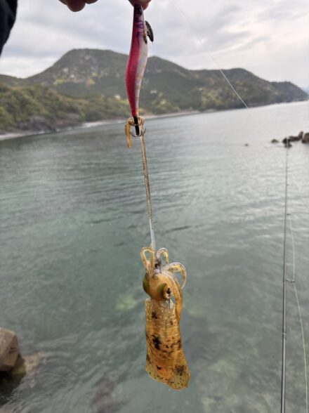 三重県春イカ🦑