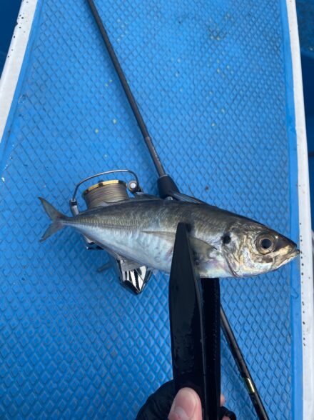 バチコンin渡辺釣船店