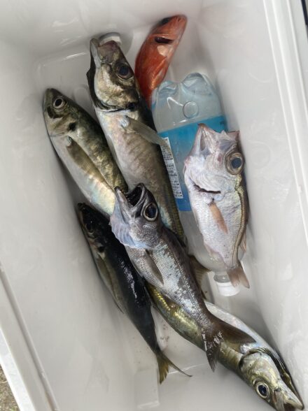 中深海ジギングin庄三郎