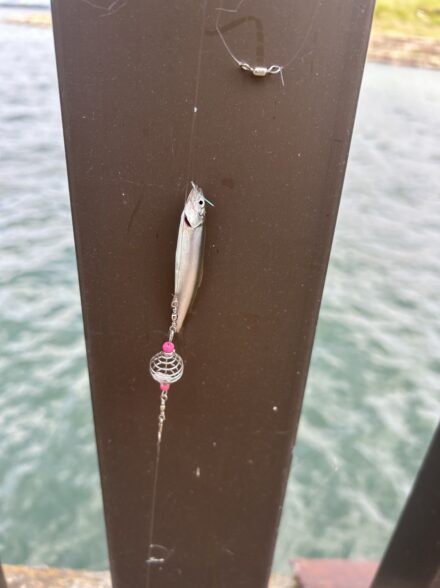 初めての小鮎釣り