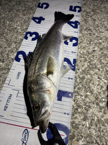 バチ抜け調査⑥