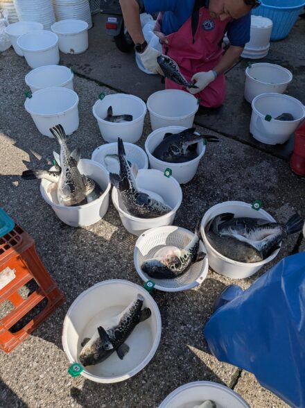 リベンジ🔥トラフグ2026