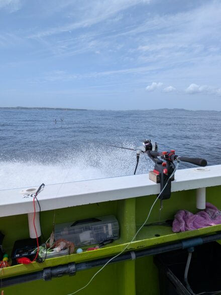 リベンジのリベンジ!!トラフグ🐯