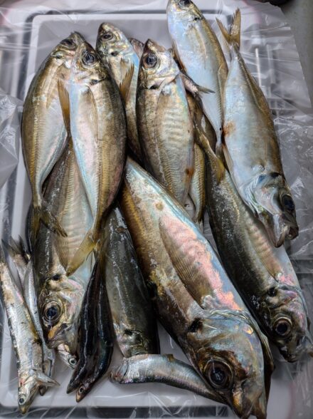 GW直前！本牧調査🎣✨