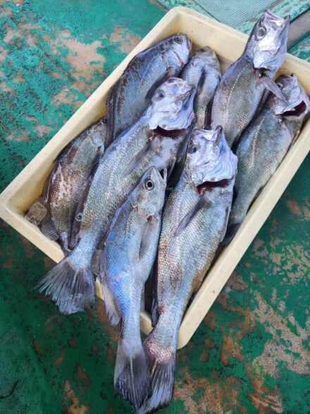 クログチ釣りin大阪泉南小島港｢恵比須丸｣さん