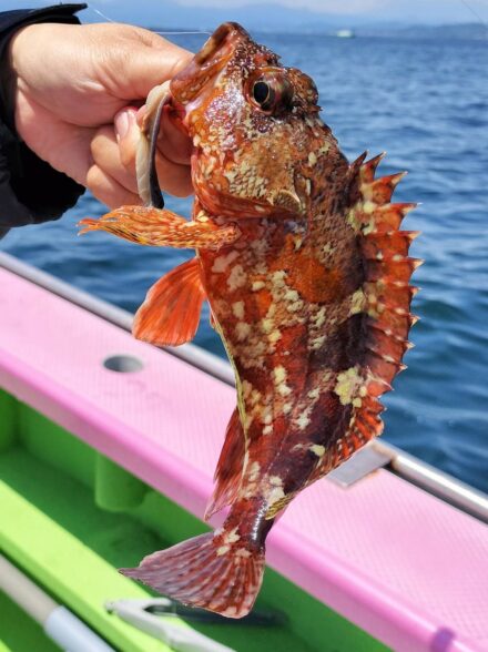 初挑戦🎣カタクチイワシの泳がせ釣り