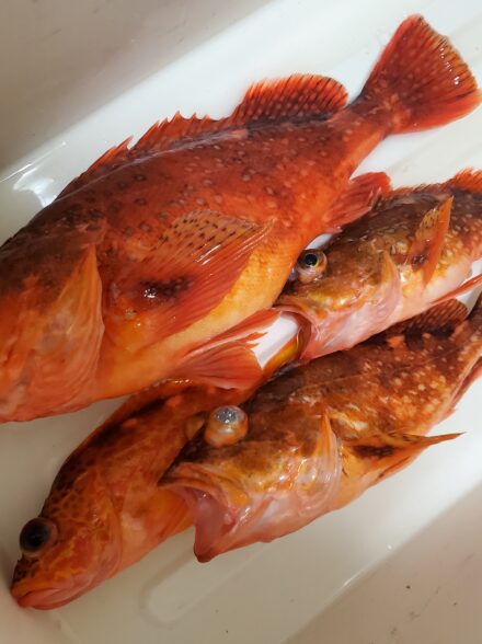 萬栄丸　イシナギ&根魚