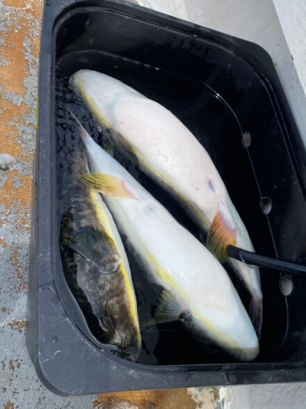 河豚女王！マフグ釣り体験！