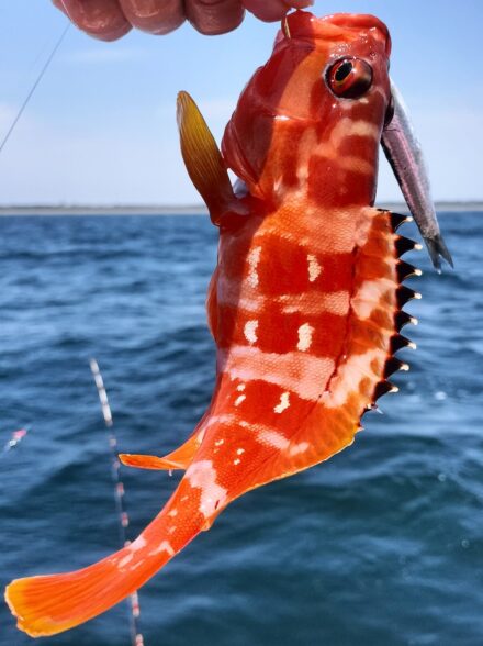 キロ超えのキジハタが釣りたい・3期目③!! 〜カタクチイワシの泳がせで狙うハタ・ヒラメ・カサゴ〜