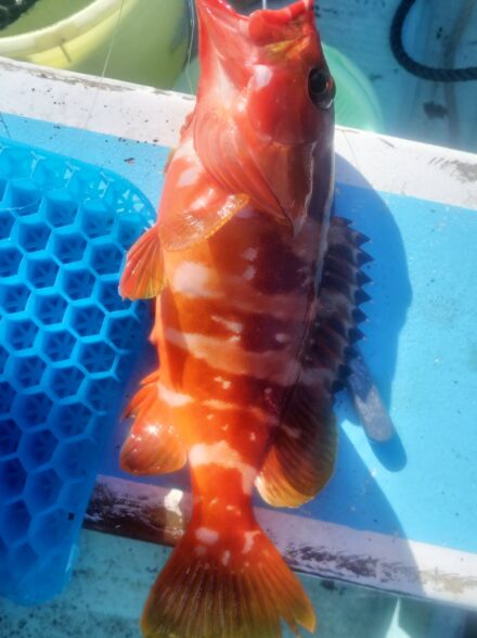 キロ超えのキジハタが釣りたい・３期目④！！ 〜番外編・真鶴沖で良型のアカハタを狙う〜