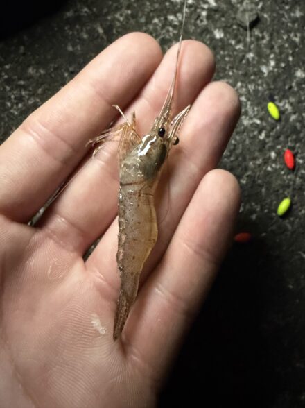 相模川テナガエビ釣り🎣