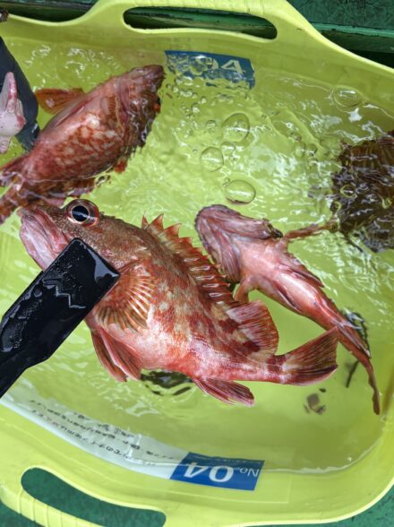 アジ釣りに挑戦！