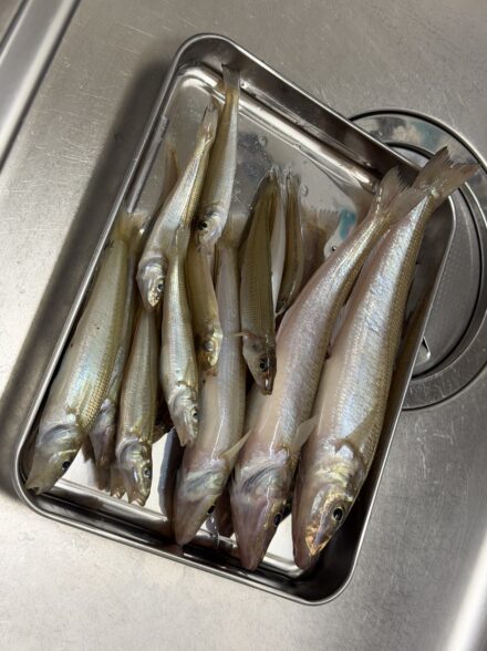 藤本釣行便キス釣り編in福井