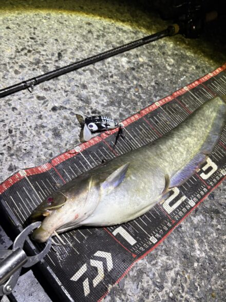 ナマズが釣れる条件を探せ！