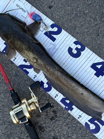 オフショアアングラーが行くナマズ釣行