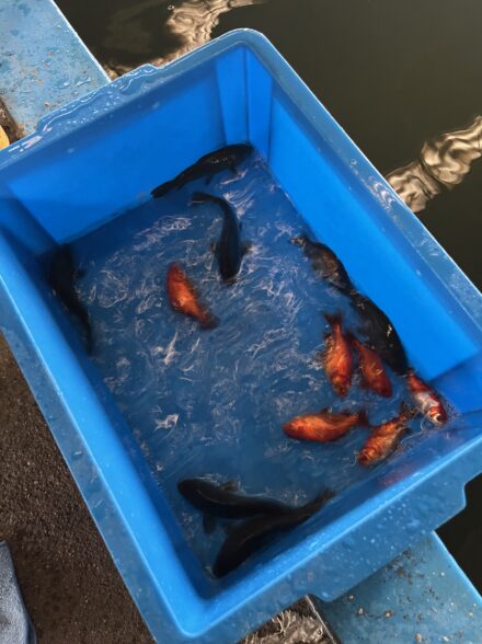 オフショアアングラーが行く鯉釣り