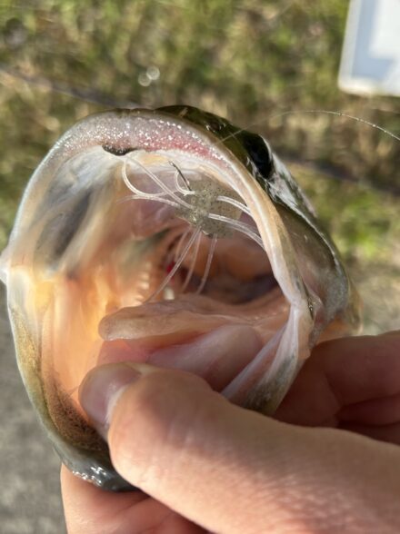瀬田川散歩２🎣