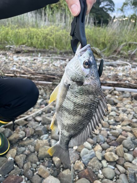 高田釣行便 浜名湖短時間チニング