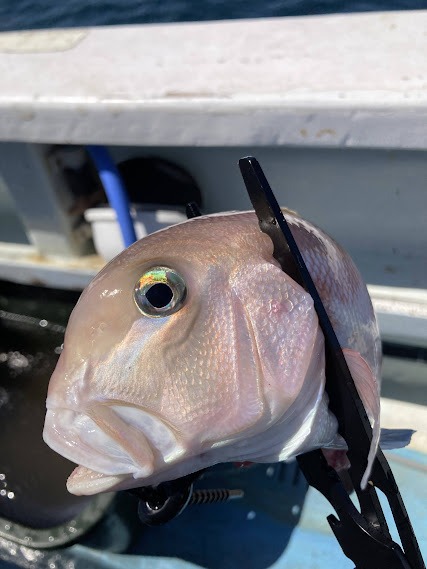 シロアマダイ実釣テスト