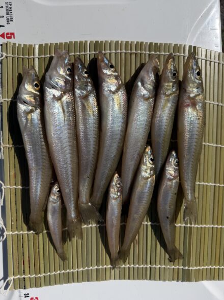 福井キス釣り調査2回目