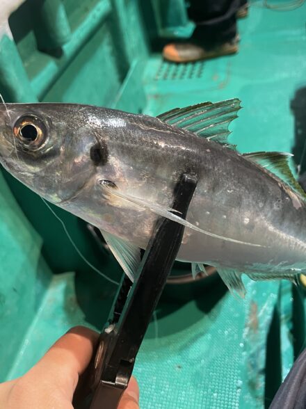 シャチホコなるか！？in泰斗丸