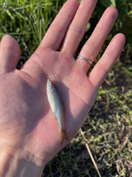 最近流行りと噂のタナゴ釣り🎣