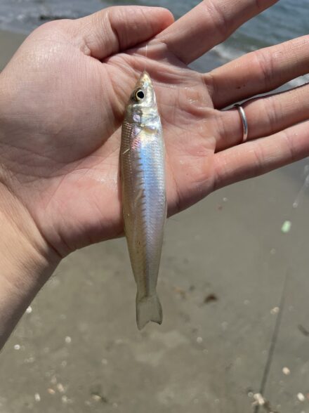 またまた好調のちょい投げ釣りへ🎣
