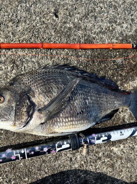 大阪北港チヌ落とし込み釣り
