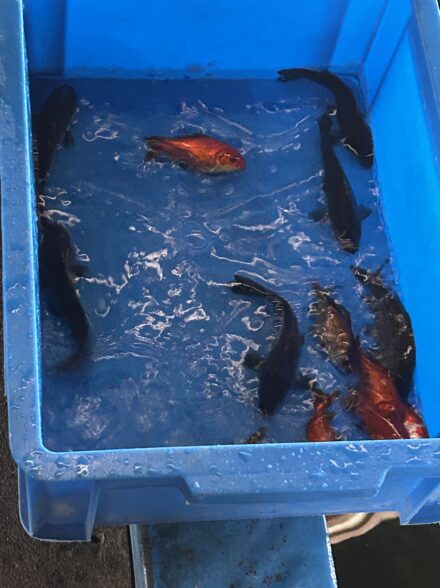 初淡水釣り堀!