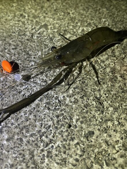 テナガエビ釣りin相模川
