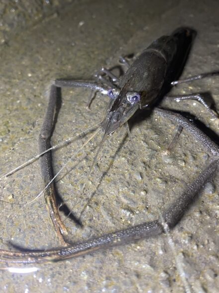テナガエビ釣りin相模川