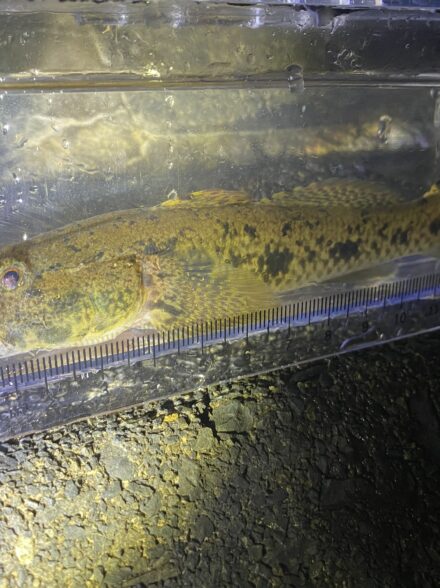 テナガエビ釣りin相模川