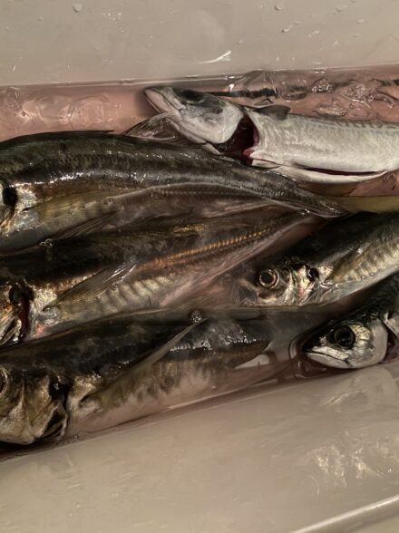 ライト五目in庄治郎丸