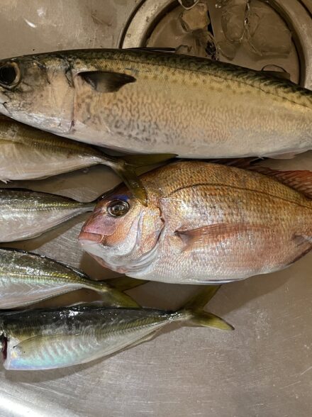 タイラバ釣行in明石