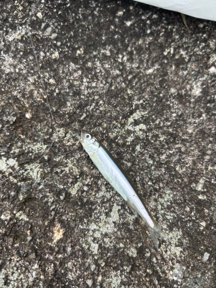 琵琶湖の小鮎釣り