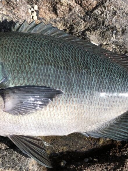 久々の磯釣り