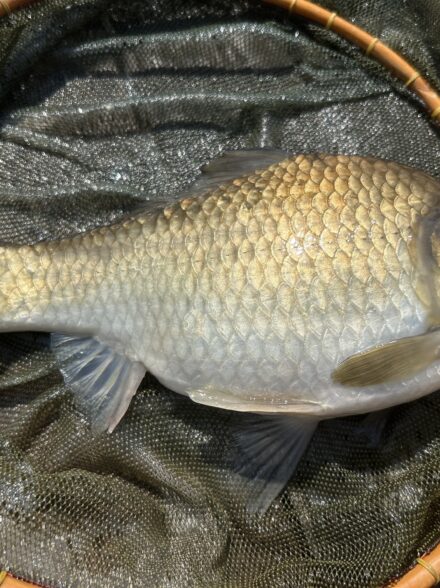 ヘラブナ釣り