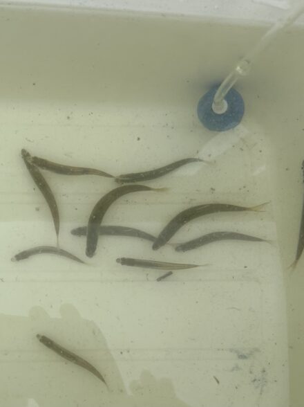 琵琶湖の子鮎釣り