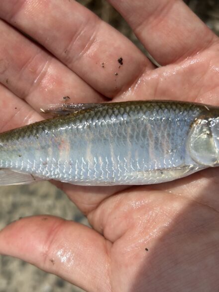 淀川でのオイカワ釣り