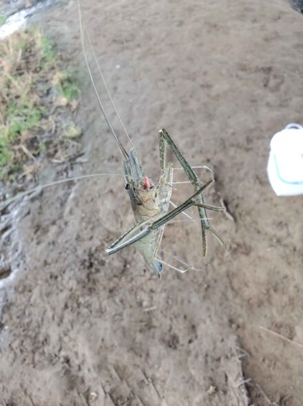 庄内川でテナガエビ🦐withハイブリッドクロス