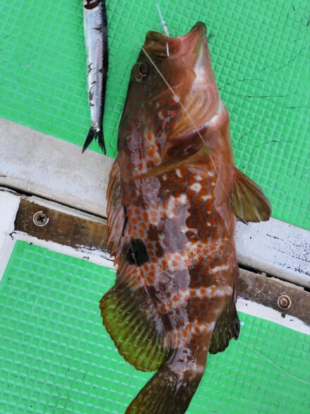 キロ超えのキジハタが釣りたい・3期目⑤!! 〜カタクチイワシの泳がせで狙うハタ・ヒラメ・カサゴ〜